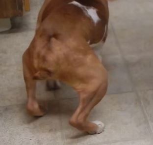 강아지 슬개골탈구로 인한 뒷다리 모양 변화와 자세 변형 사진