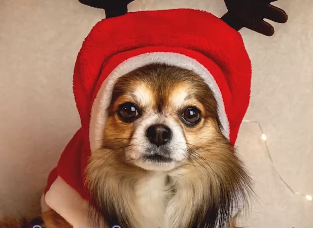 강아지옷