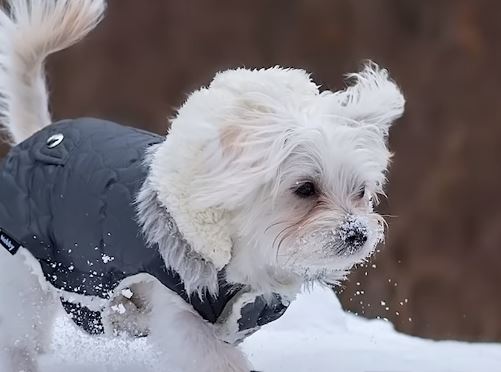 소형 강아지