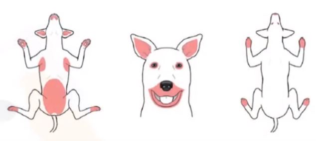 강아지 아토피 병변 부위 첫 번째 예시