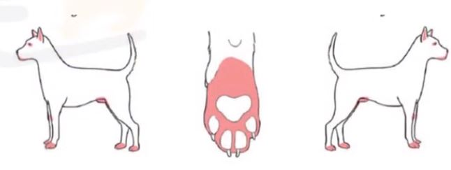 강아지 아토피 병변 부위 두 번째 예시