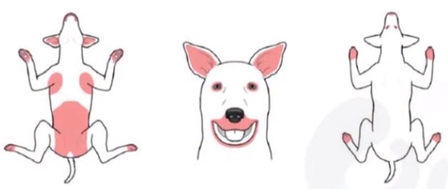 강아지 음식 알레르기 병변 부위 첫 번째 예시