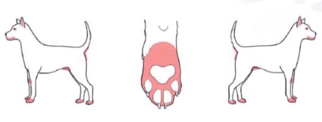 강아지 음식 알레르기 병변 부위 두 번째 예시