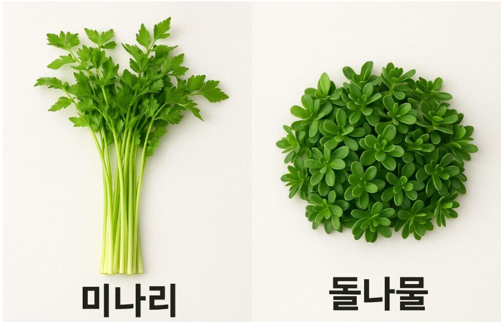 미나리 vs 돌나물, 간 해독에 더 좋은 봄나물은?