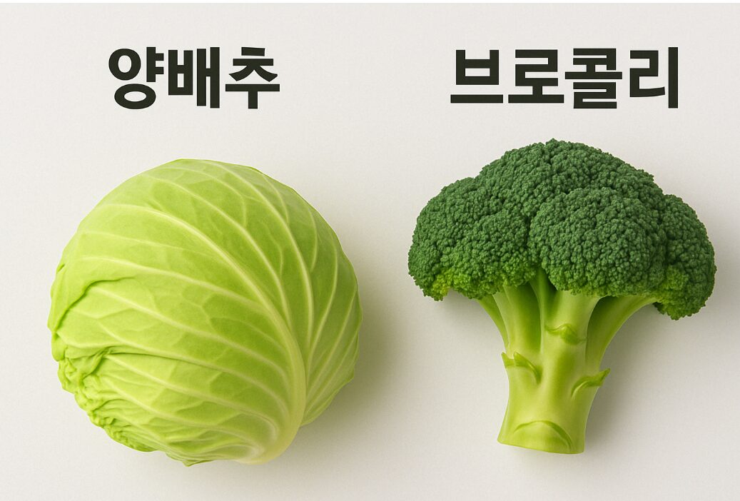 양배추 브로콜리