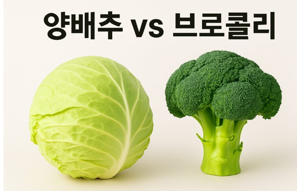 양배추 vs 브로콜리, 장 건강에 더 좋은 채소는?