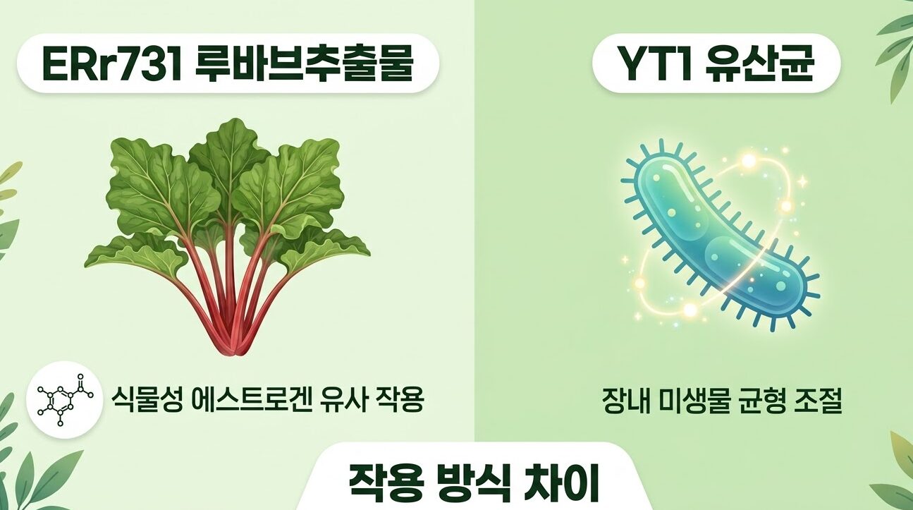 ERr731 루바브추출물 Vs YT1 유산균, 갱년기 증상 완화에 더 효과적인 성분은?