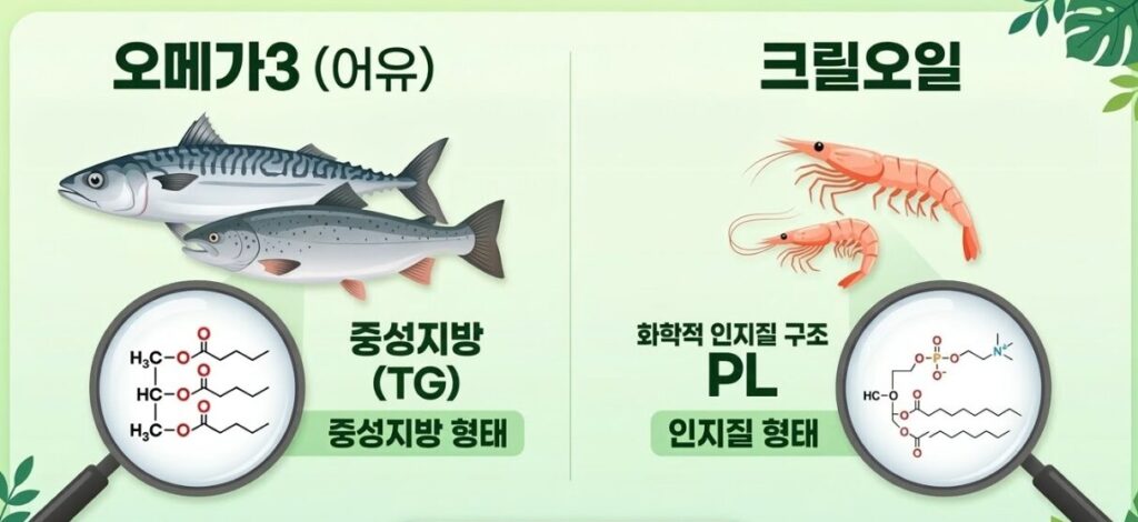 오메가3 vs 크릴오일, 혈관 건강에 더 좋은 선택은 무엇일까?
