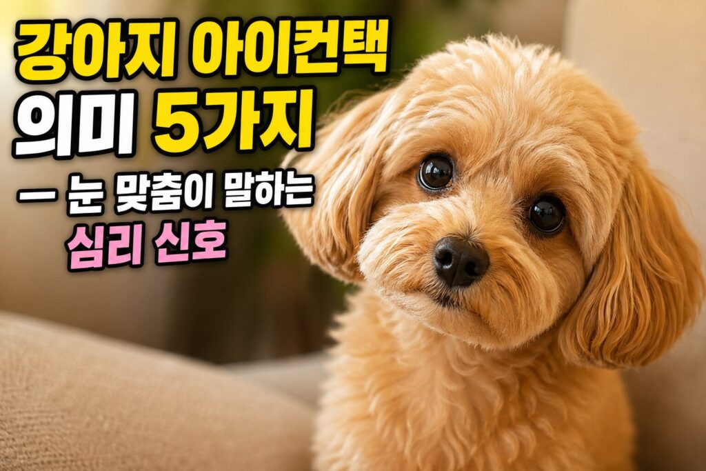 강아지 아이컨택 의미 5가지 — 눈 맞춤이 말하는 심리 신호