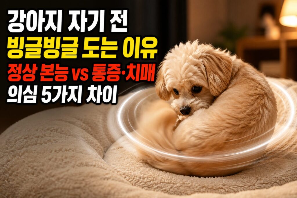 강아지 자기 전 빙글빙글 도는 이유, 정상 본능 vs 통증·치매 의심 5가지 차이
