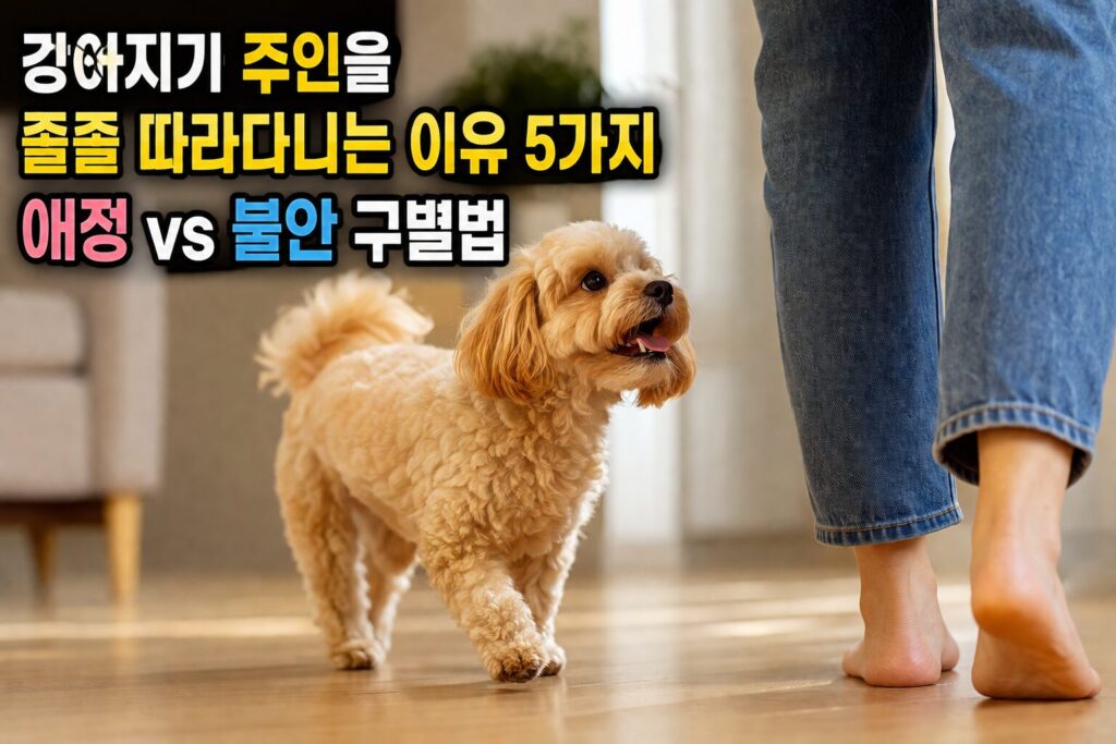 강아지가 주인을 졸졸 따라다니는 이유 5가지 — 애정 vs 불안 구별법