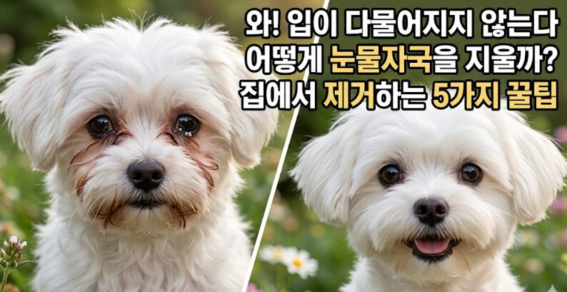 강아지 눈물자국 원인 5가지 & 집에서 제거하는 방법 완벽 가이드