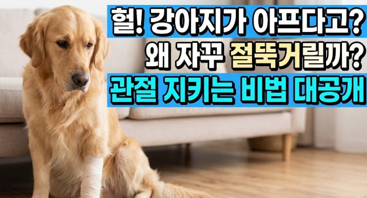 강아지 관절염 증상 5가지와 치료·관리 완벽 가이드