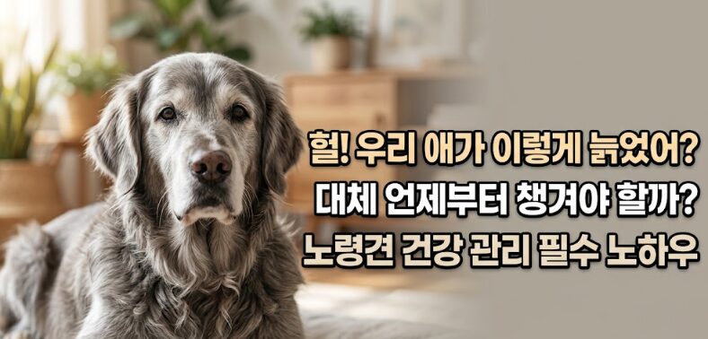 강아지 노령견 건강관리 완벽 가이드 — 나이 드는 신호 & 관리법