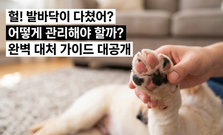 강아지 발바닥 관리 완벽 가이드 — 화상·갈라짐·습진·이물질 대처법