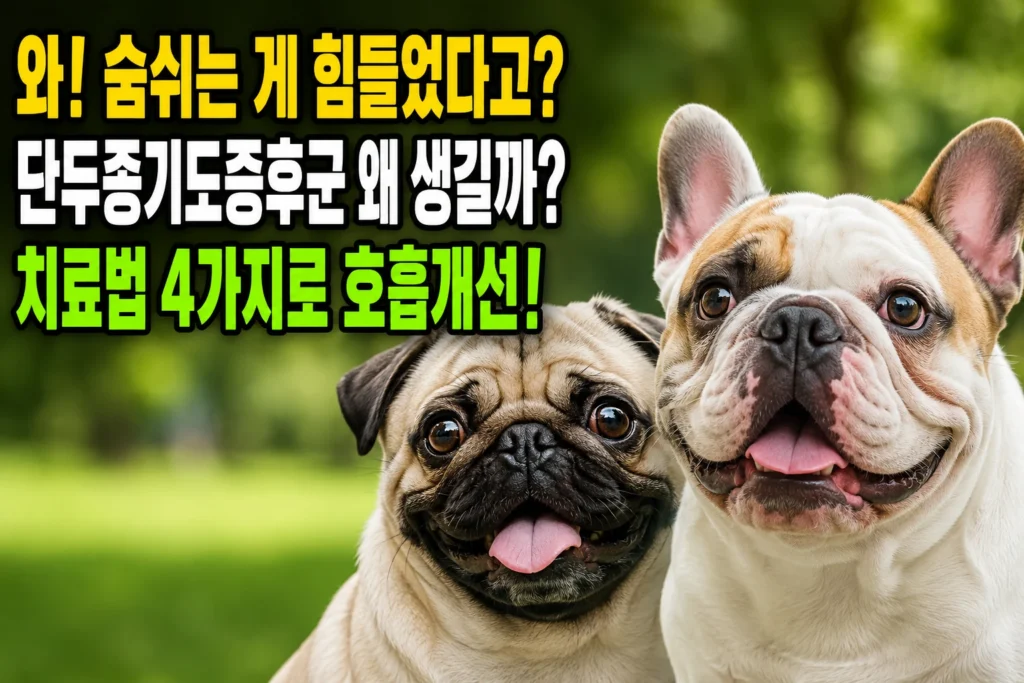 강아지 단두종기도증후군(BOAS) 치료법 4가지 — 불독·퍼그 호흡개선