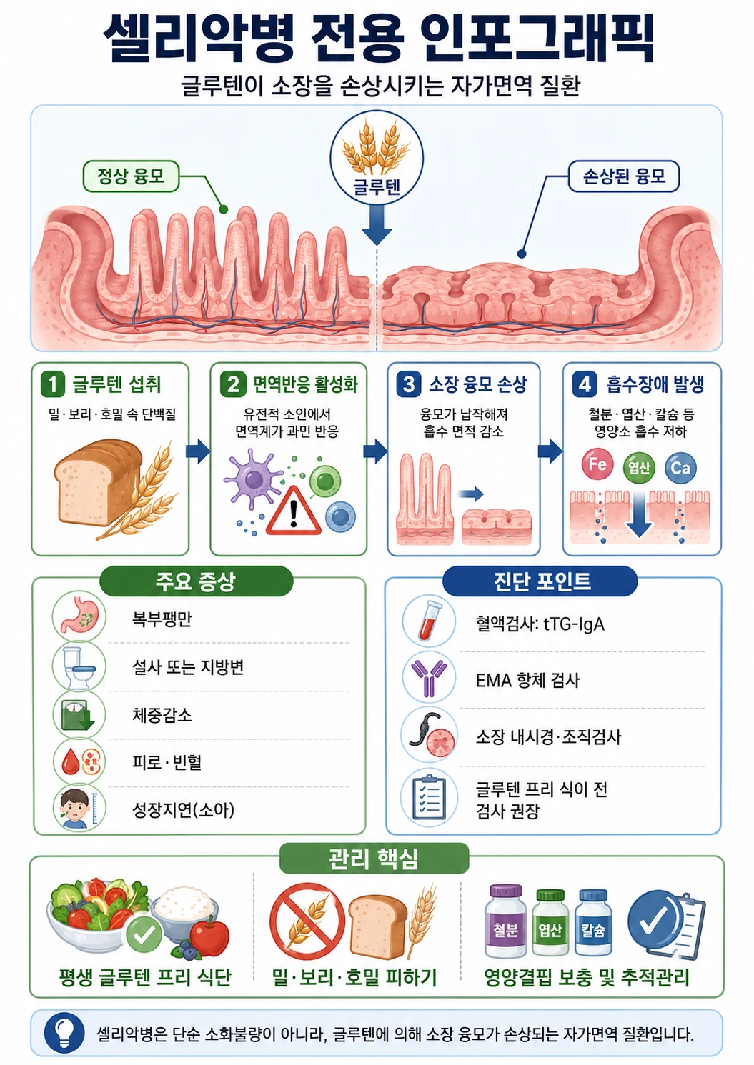셀리악병에서 글루텐이 소장 융모를 납작하게 만드는 4단계 과정과 주요 증상·진단 포인트를 정리한 인포그래픽