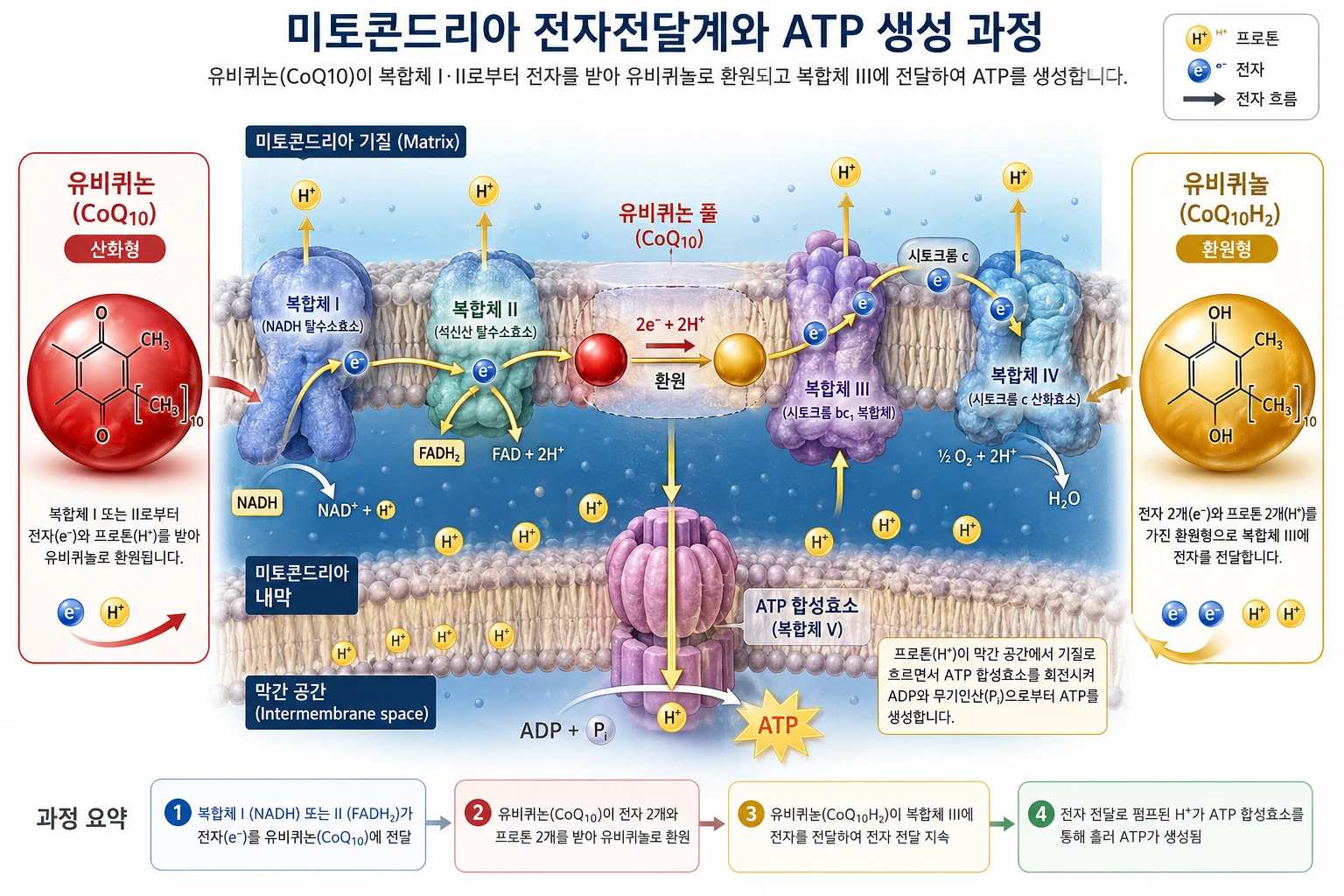 미토콘드리아 전자전달계에서 유비퀴논이 유비퀴놀로 환원되며 ATP를 생성하는 과정을 보여주는 코엔자임Q10 인포그래픽
