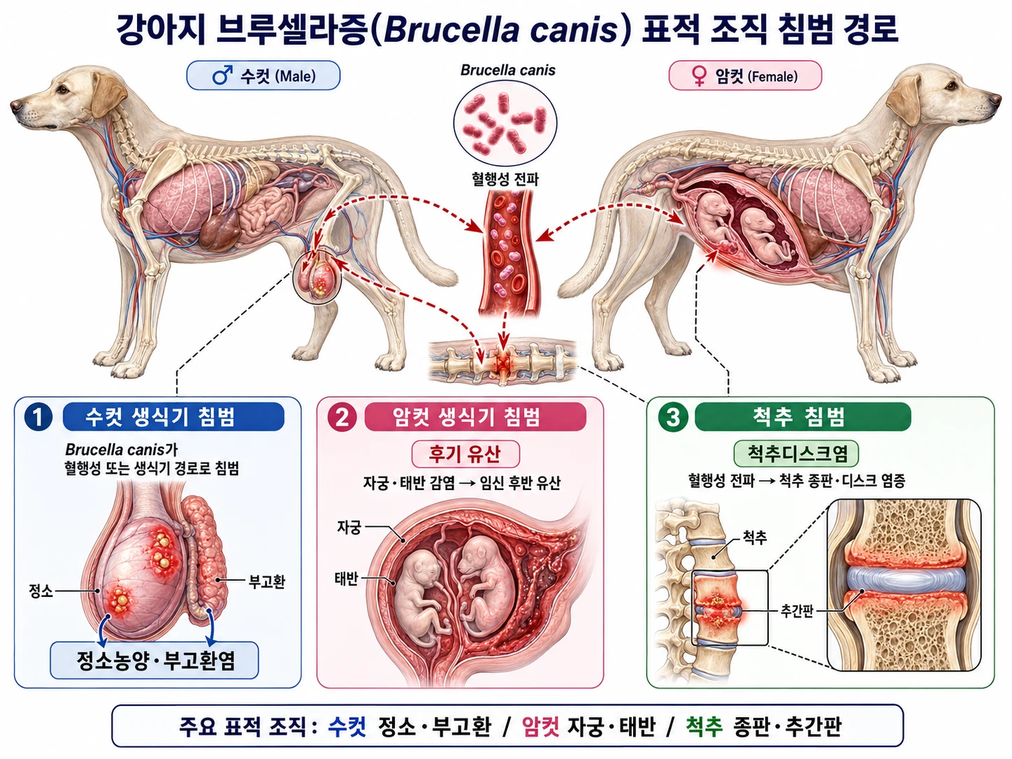 강아지 브루셀라증 Brucella canis가 수컷 정소·부고환, 암컷 자궁·태반, 척추 추간판에 침범하는 3가지 표적 조직 경로 의학 일러스트