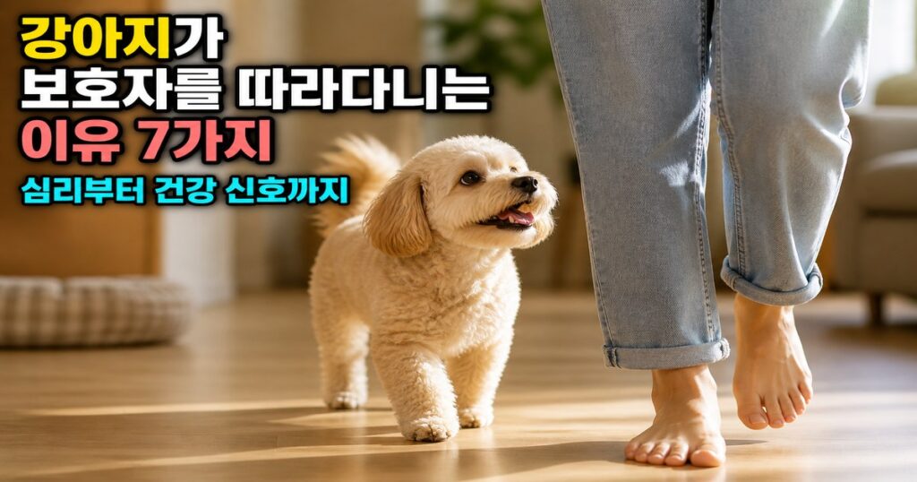 강아지가 보호자를 따라다니는 이유 7가지 — 심리부터 건강 신호까지