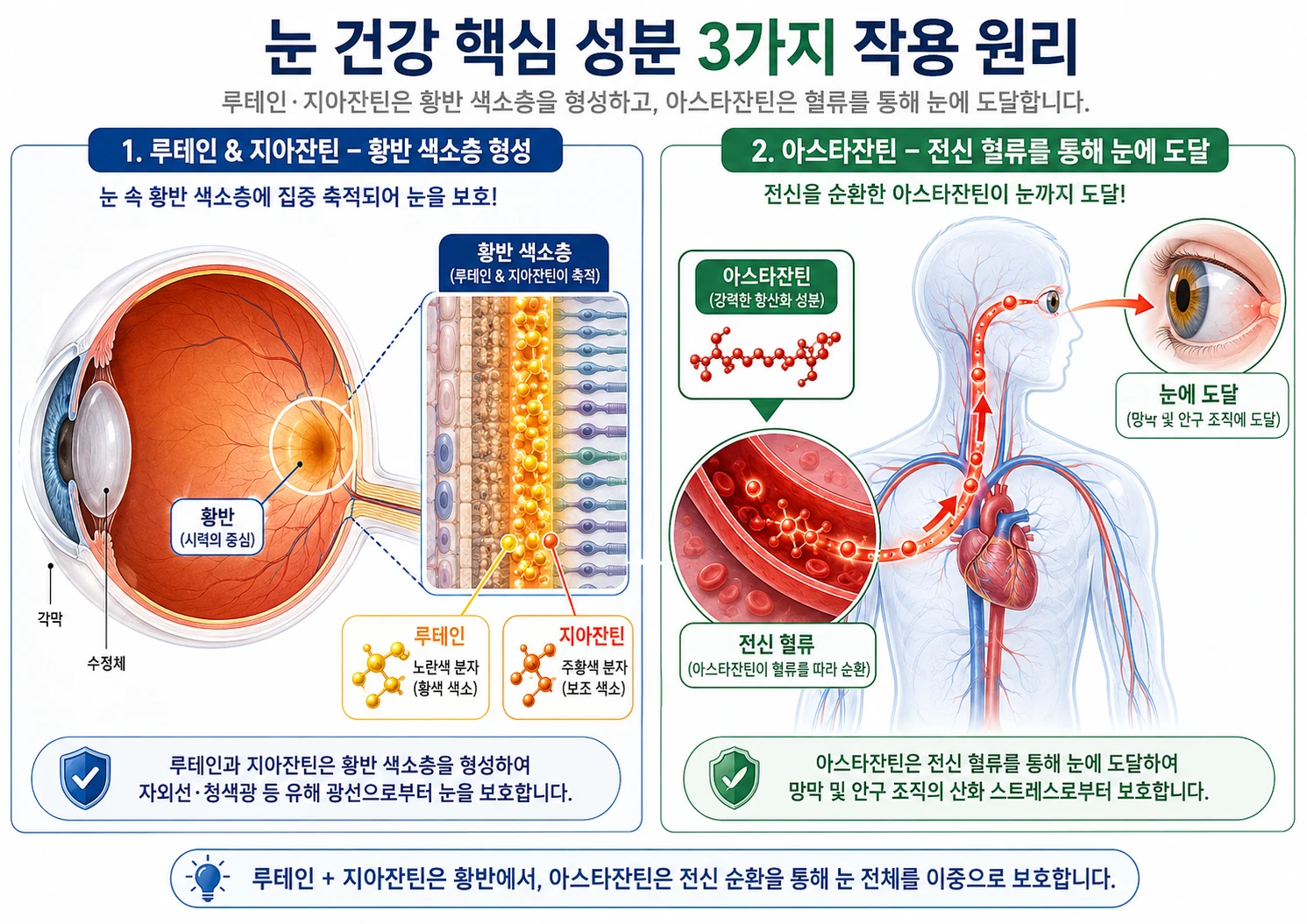 루테인과 지아잔틴이 황반 색소층을 형성하는 모습(왼쪽)과 아스타잔틴이 전신 혈류를 통해 눈에 도달하는 모습(오른쪽)을 비교한 의학 인포그래픽