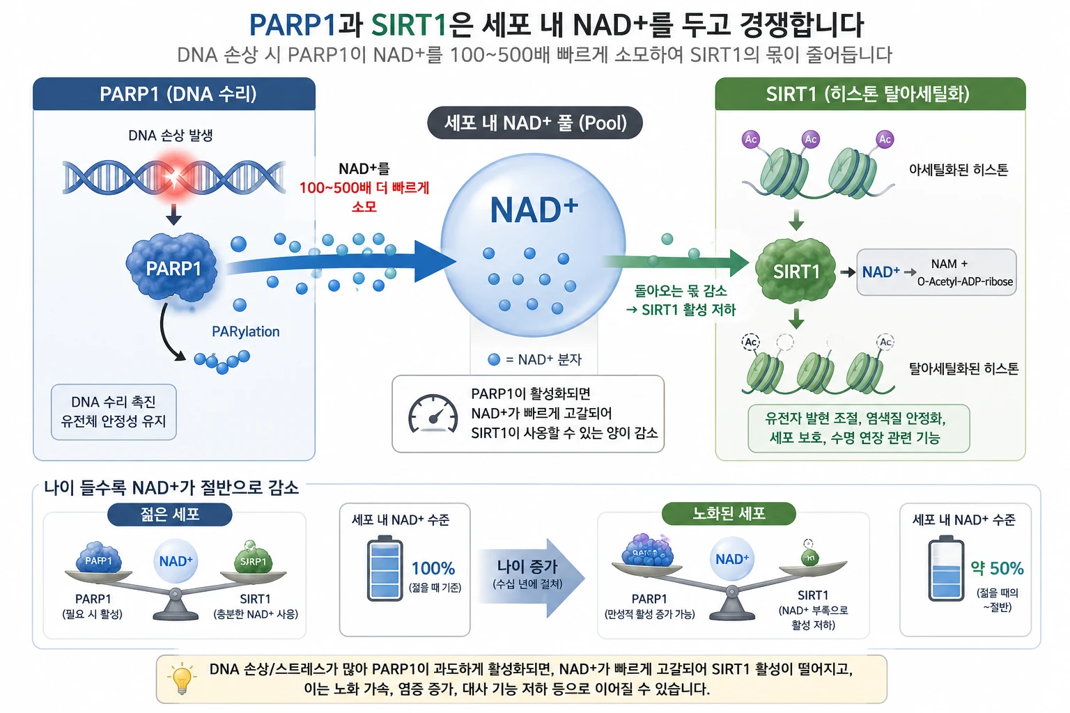 세포 내 NAD+ 풀을 두고 PARP1(DNA 수리)과 SIRT1(히스톤 탈아세틸화)이 경쟁하는 과정을 보여주는 인포그래픽. 나이 들수록 NAD+가 절반으로 감소하는 흐름 포함.